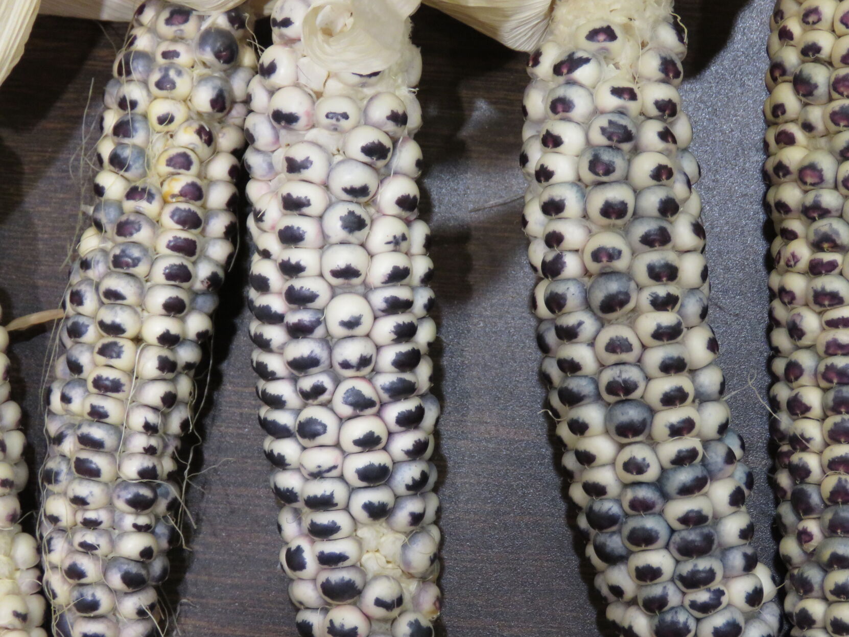Eagle corn -- purple